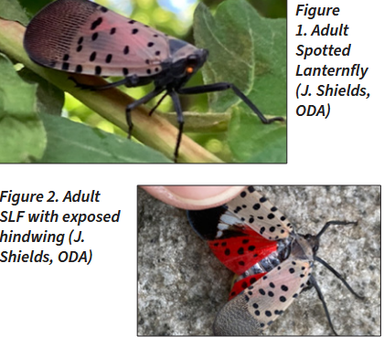 lanternfly